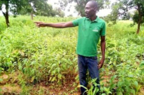 Article : Parfait Djimnadé, un jeune tchadien pionnier de l’agrobusiness